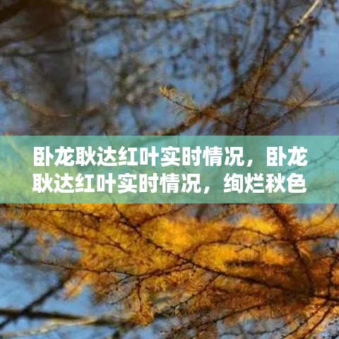 卧龙耿达红叶实时情况，深度探索绚烂秋色