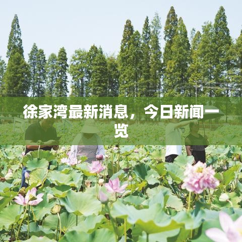 徐家湾最新消息，今日新闻一览