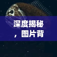 深度揭秘，图片背后的故事与真实面貌大特写