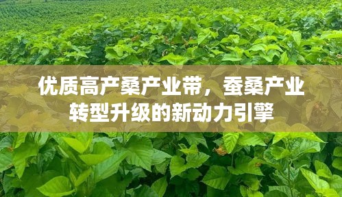 优质高产桑产业带，蚕桑产业转型升级的新动力引擎