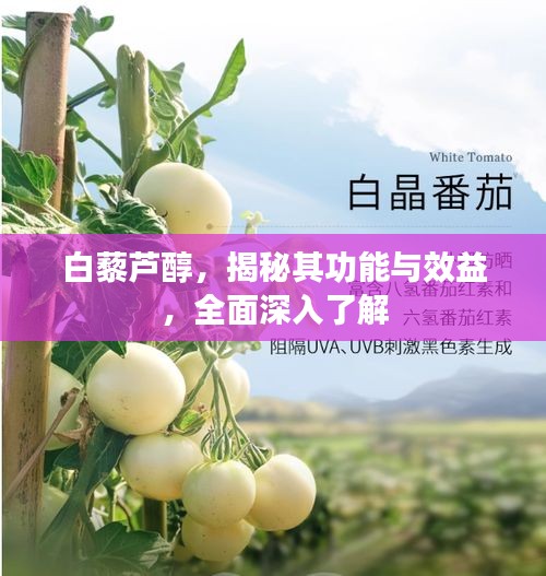 白藜芦醇，揭秘其功能与效益，全面深入了解