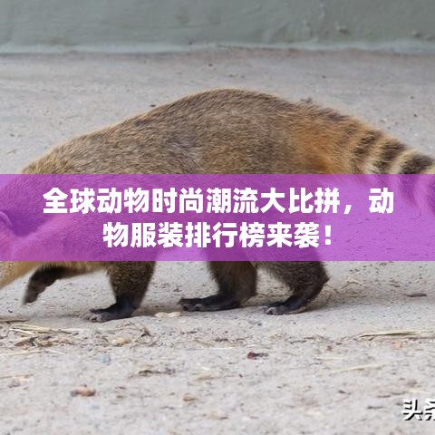 全球动物时尚潮流大比拼，动物服装排行榜来袭！