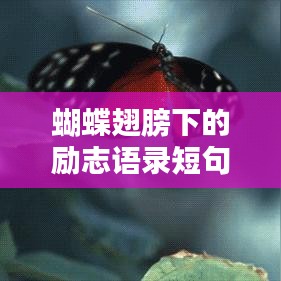 蝴蝶翅膀下的励志语录短句