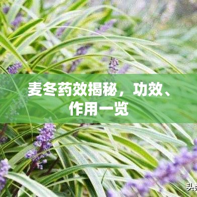 麦冬药效揭秘，功效、作用一览