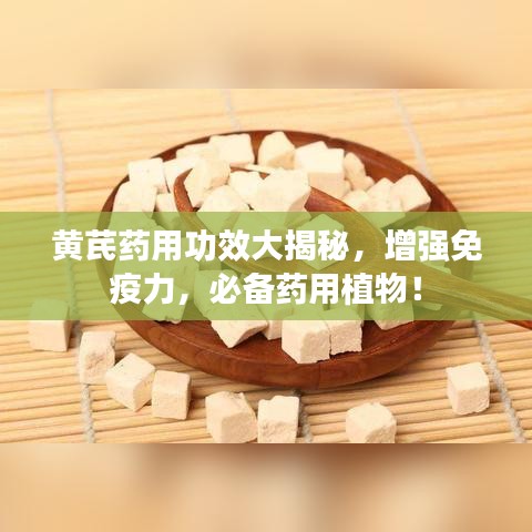 黄芪药用功效大揭秘，增强免疫力，必备药用植物！