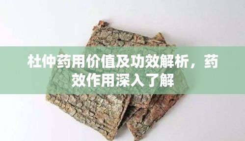 杜仲药用价值及功效解析，药效作用深入了解