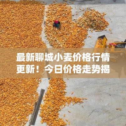 最新聊城小麦价格行情更新！今日价格走势揭秘！