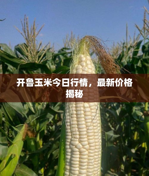 开鲁玉米今日行情，最新价格揭秘