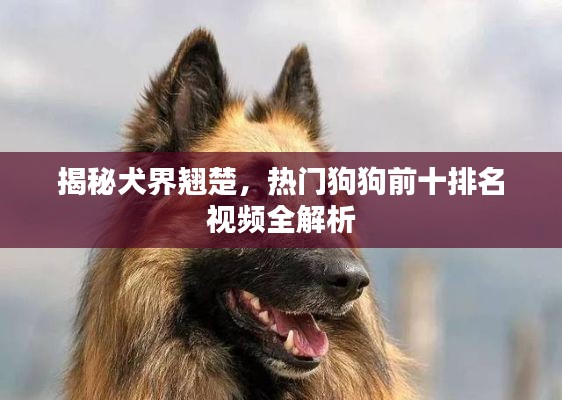 揭秘犬界翘楚，热门狗狗前十排名视频全解析