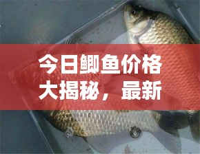 今日鲫鱼价格大揭秘，最新查询，一网打尽！