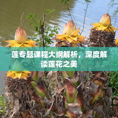 莲专题课程大纲解析，深度解读莲花之美