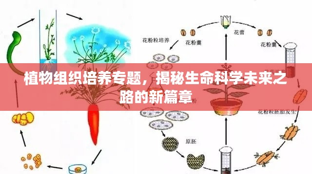 植物组织培养专题，揭秘生命科学未来之路的新篇章