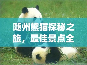 随州熊猫探秘之旅，最佳景点全攻略！
