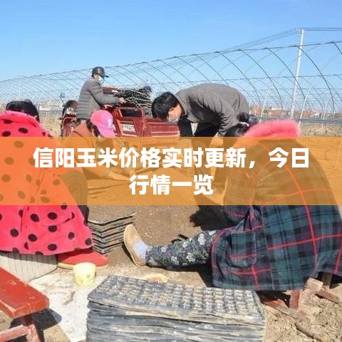信阳玉米价格实时更新，今日行情一览