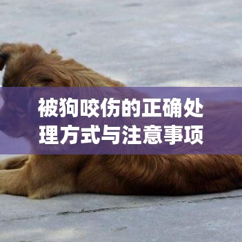 被狗咬伤的正确处理方式与注意事项