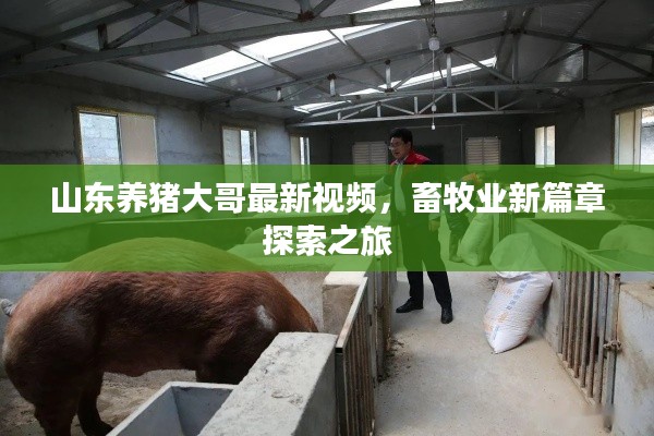 山东养猪大哥最新视频，畜牧业新篇章探索之旅