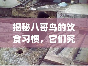 揭秘八哥鸟的饮食习惯，它们究竟钟爱哪些食物？百度为您解答
