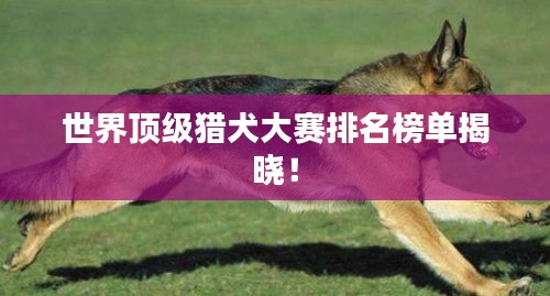 世界顶级猎犬大赛排名榜单揭晓！