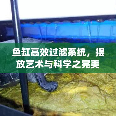 鱼缸高效过滤系统，摆放艺术与科学之完美结合