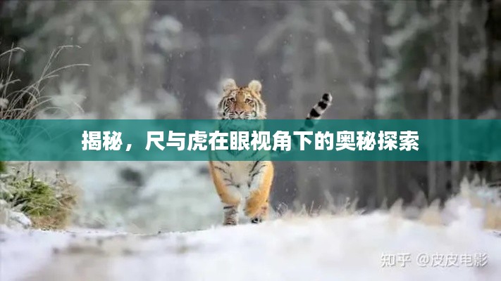 揭秘，尺与虎在眼视角下的奥秘探索