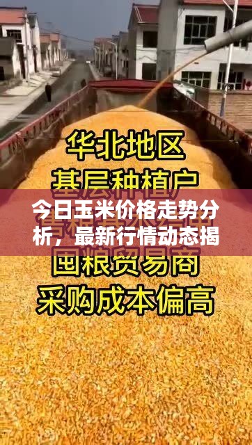 今日玉米价格走势分析，最新行情动态揭秘