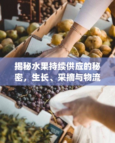 揭秘水果持续供应的秘密，生长、采摘与物流全解析