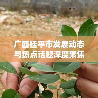 广西桂平市发展动态与热点话题深度聚焦