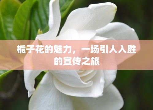 栀子花的魅力，一场引人入胜的宣传之旅