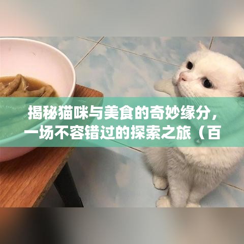 揭秘猫咪与美食的奇妙缘分，一场不容错过的探索之旅（百度版）
