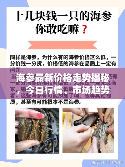 海参最新价格走势揭秘，今日行情、市场趋势及购买指南