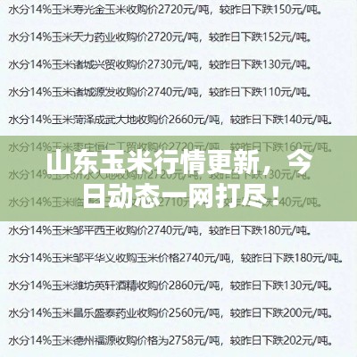 山东玉米行情更新，今日动态一网打尽！