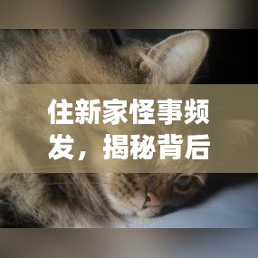 住新家怪事频发，揭秘背后的神秘现象！