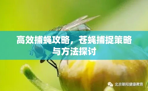 高效捕蝇攻略，苍蝇捕捉策略与方法探讨